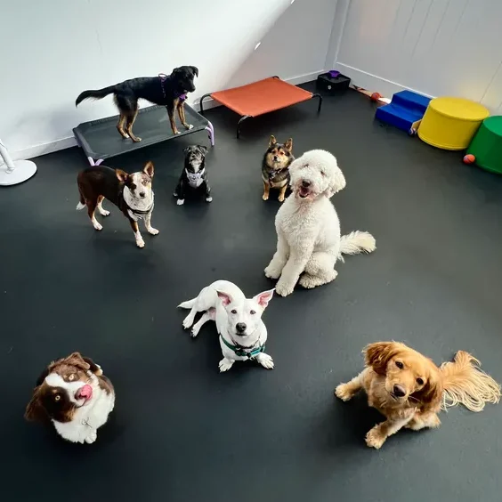Dogs enjoying their day at The Pawffice