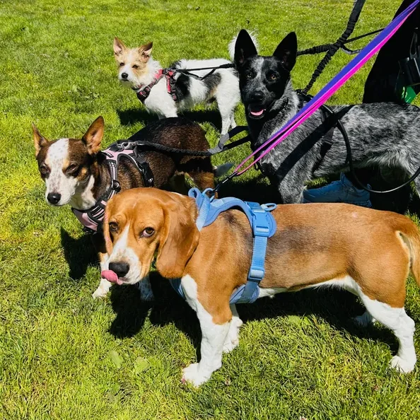 Dogs enjoying their day at The Pawffice