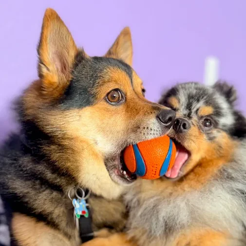 Dogs enjoying their day at The Pawffice
