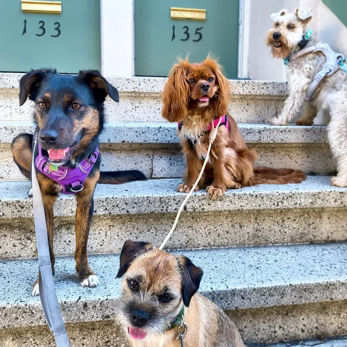 Dogs enjoying their day at The Pawffice