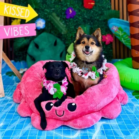 Dogs enjoying their day at The Pawffice
