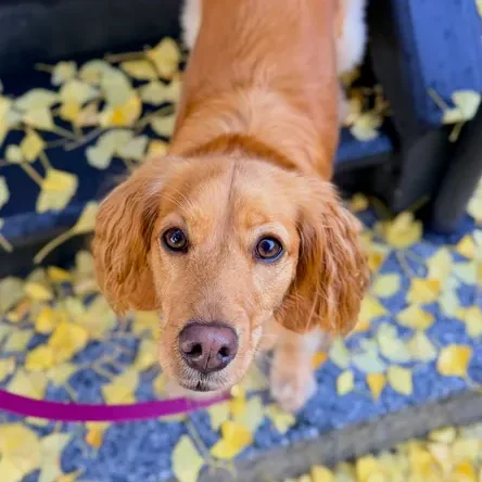 Dogs enjoying their day at The Pawffice