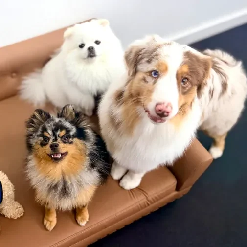 Dogs enjoying their day at The Pawffice