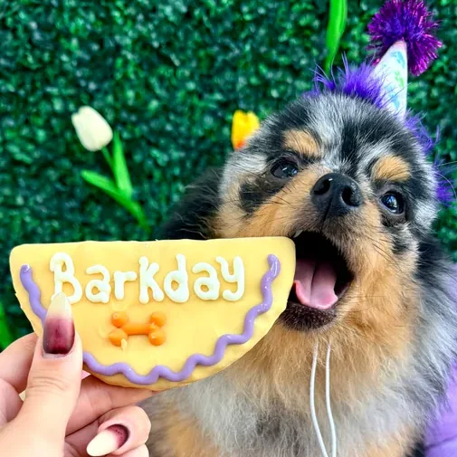 Dogs enjoying their day at The Pawffice