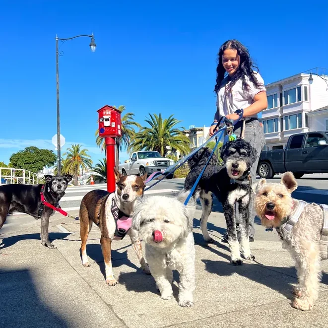 Dogs enjoying their day at The Pawffice