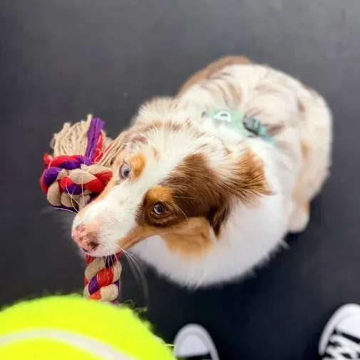 Dogs enjoying their day at The Pawffice