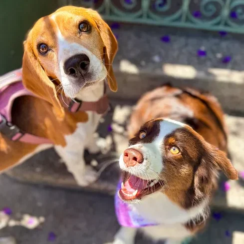 Dogs enjoying their day at The Pawffice