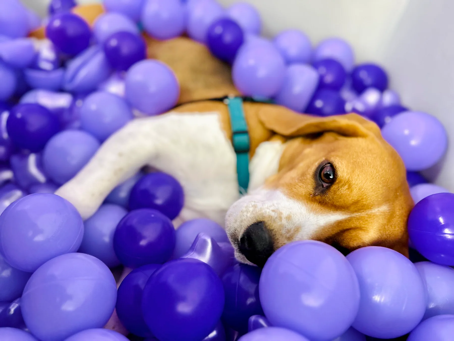 A dog relaxing in a purple ball pit at The Pawffice