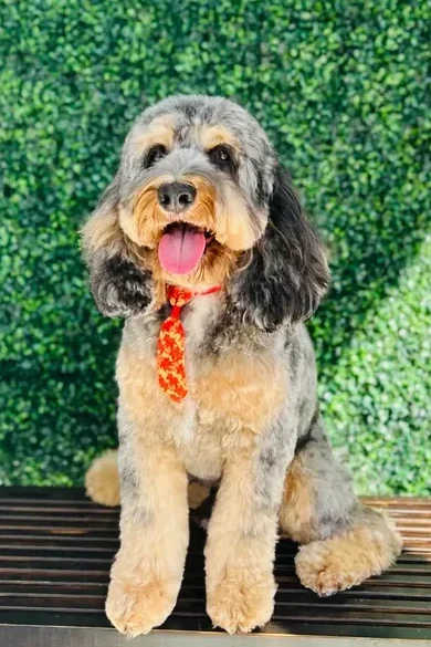 A dog receiving care at The Pawffice grooming salon