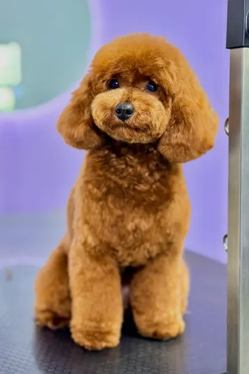 A dog receiving care at The Pawffice grooming salon