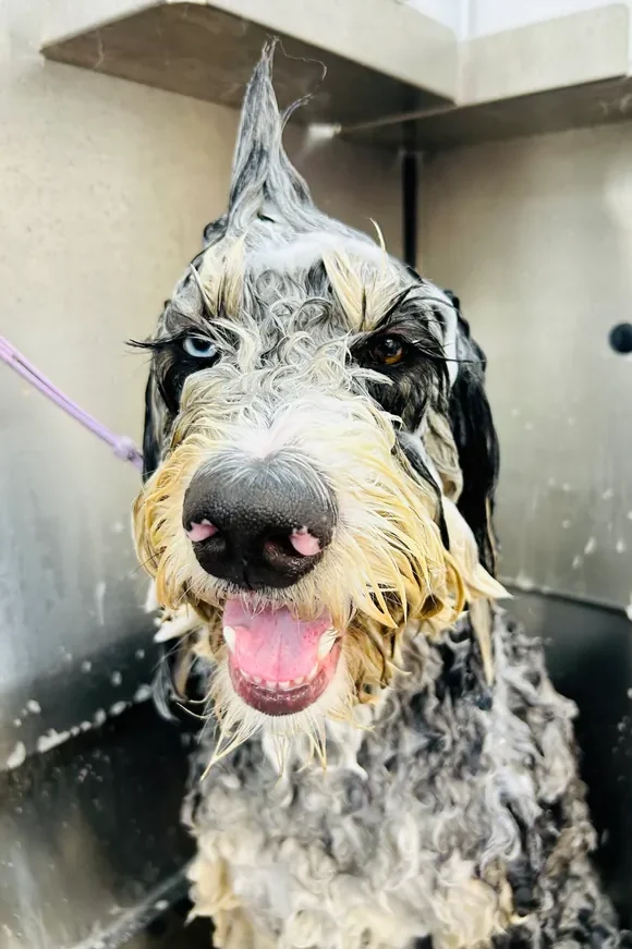 A dog receiving care at The Pawffice grooming salon