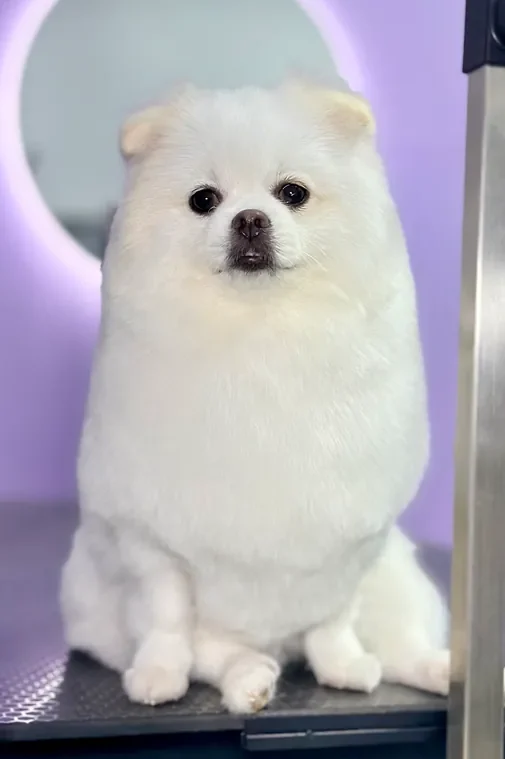 A dog receiving care at The Pawffice grooming salon