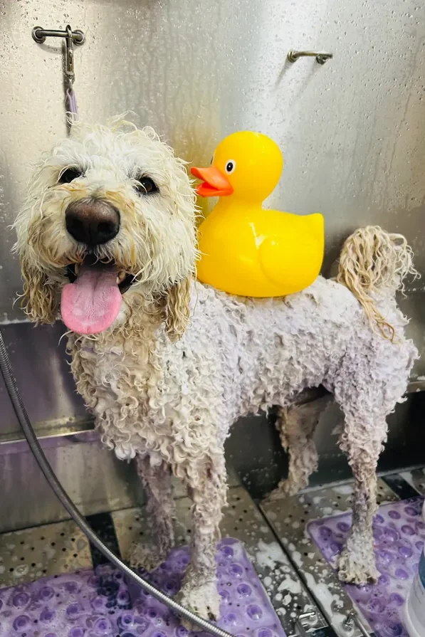A dog receiving care at The Pawffice grooming salon
