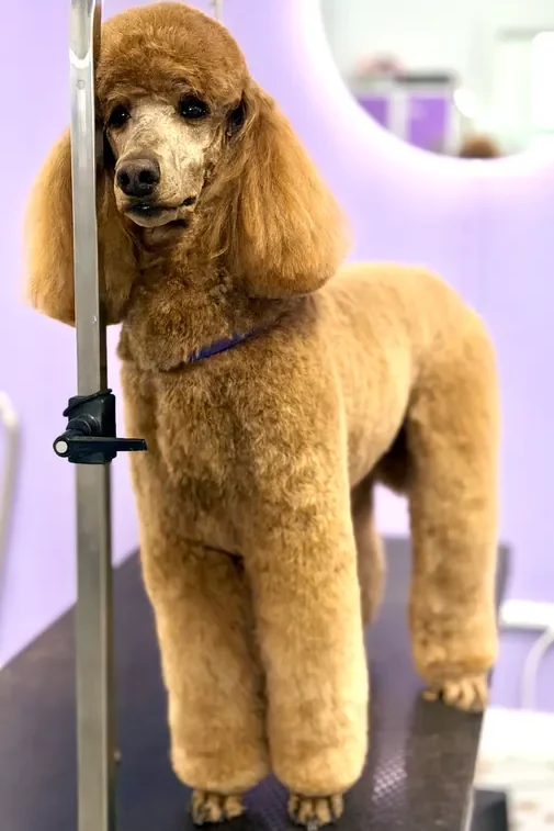 A dog receiving care at The Pawffice grooming salon