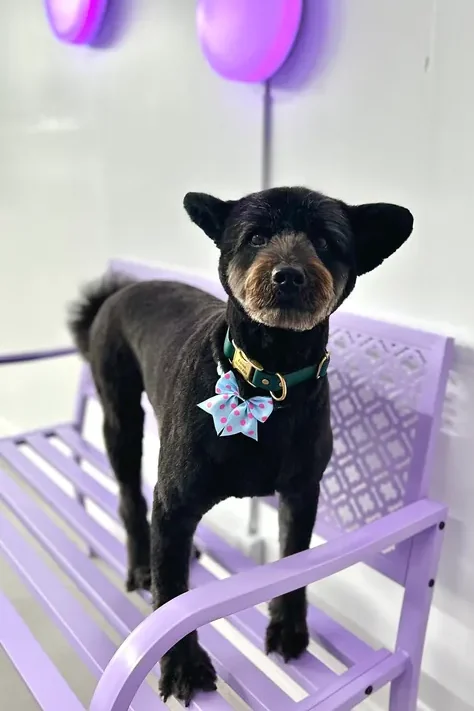 A dog receiving care at The Pawffice grooming salon