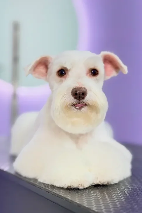 A dog receiving care at The Pawffice grooming salon