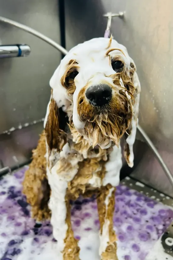A dog receiving care at The Pawffice grooming salon