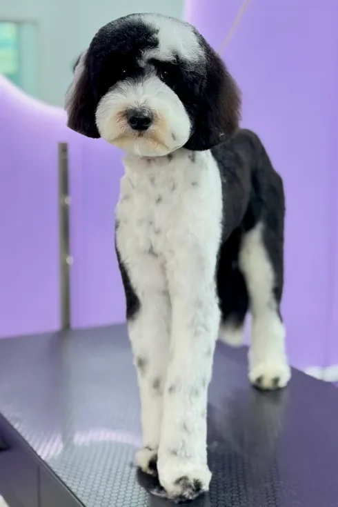 A dog receiving care at The Pawffice grooming salon
