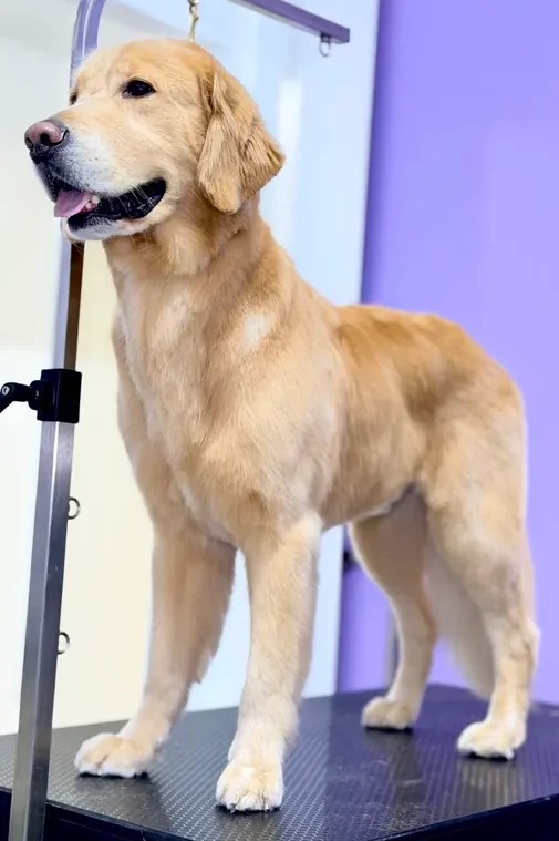A dog receiving care at The Pawffice grooming salon