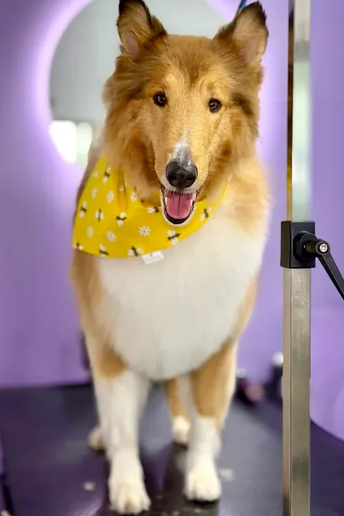A dog receiving care at The Pawffice grooming salon